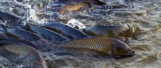 Carp spawns in shallow water