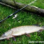 Pike on a spinning rod