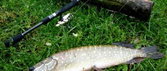 Pike on a spinning rod