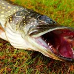 pike with live bait
