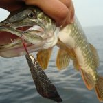 pike caught on a lure