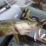 Pike in October on a spinning rod: fishing features and reviews