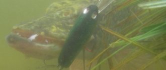 Pike in pond A