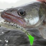 pike perch and jig bait
