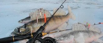 Walleyes and fishing rods