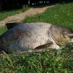 Silver carp on the grass