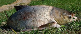 Silver carp on the grass