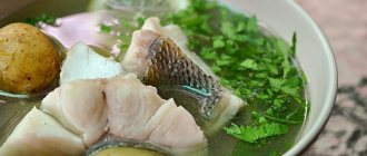 Burbot soup. Recipe with photos at home 