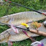 What is the best time to catch pike?