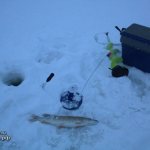 Вашутинское озеро: рыбалка и какая рыба водится
