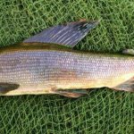 Riding tackle for grayling