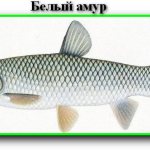 Виды рыб - Белый Амур