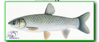 Types of fish - White Amur