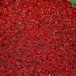 Everything about bloodworms for fishing: how to get them, how to store them at home and how to plant them