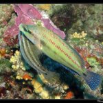 Зеленушка, рулена, лапина (Symphodus tinca), фото фотография морские рыбы