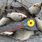 Winter fishing for crucian carp