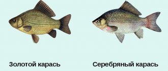 Gold and silver crucian carp